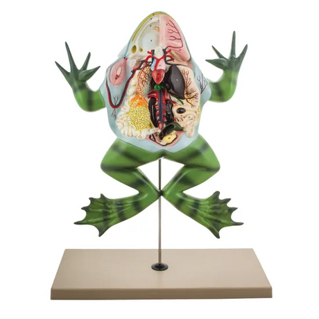 Frog Dissection Model  - Modern Teaching Aids NZ