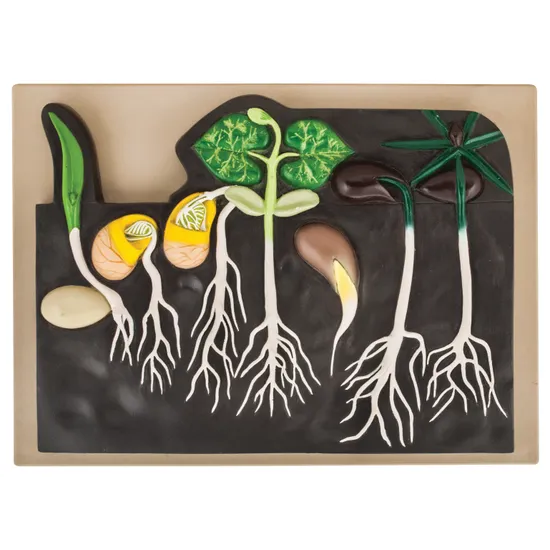 Germination Model - Modern Teaching Aids NZ