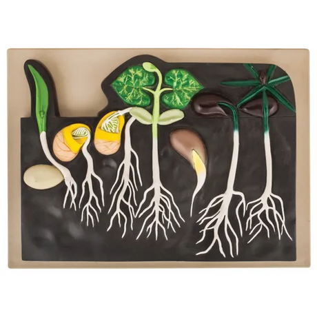 Germination Model - Modern Teaching Aids NZ