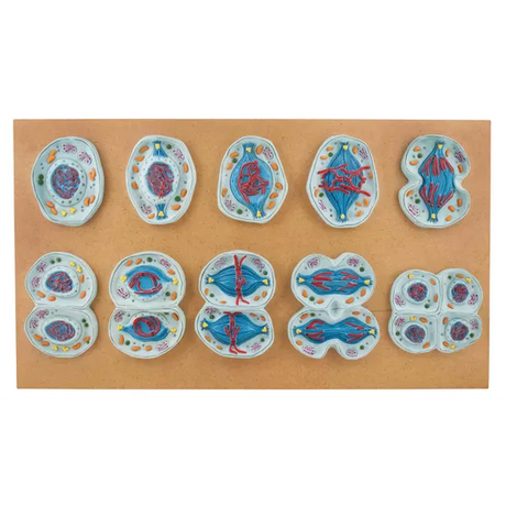Meiosis Models - Set of 10 - Modern Teaching Aids NZ