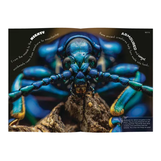 Minibeasts - Modern Teaching Aids NZ