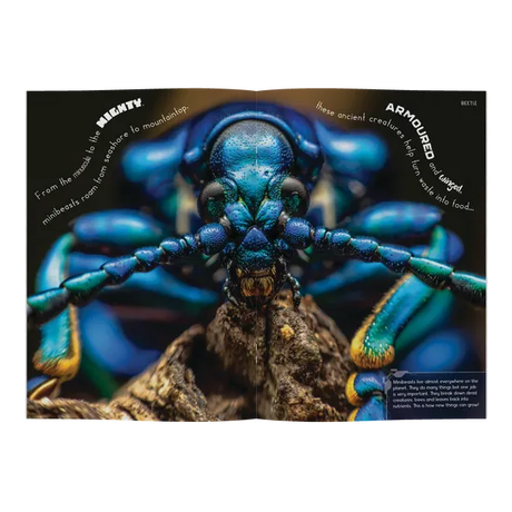 Minibeasts - Modern Teaching Aids NZ