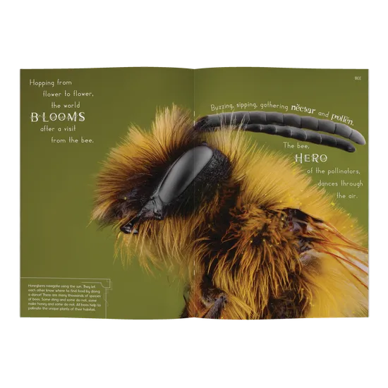 Minibeasts - Modern Teaching Aids NZ