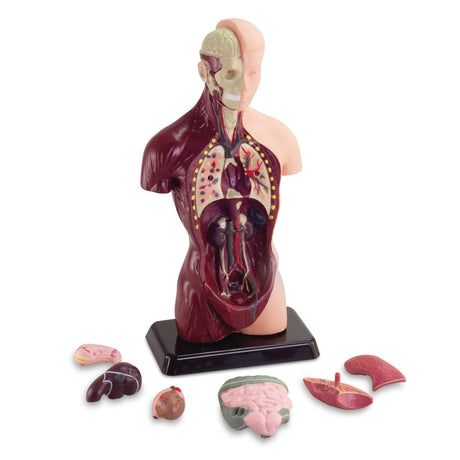 Human Anatomy Model - 27 cm, 8 Pieces