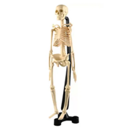 Mini Skeleton - 46 cm - Modern Teaching Aids NZ