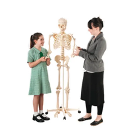 Human Skeleton With Stand - 160 cm - Modern Teaching Aids NZ
