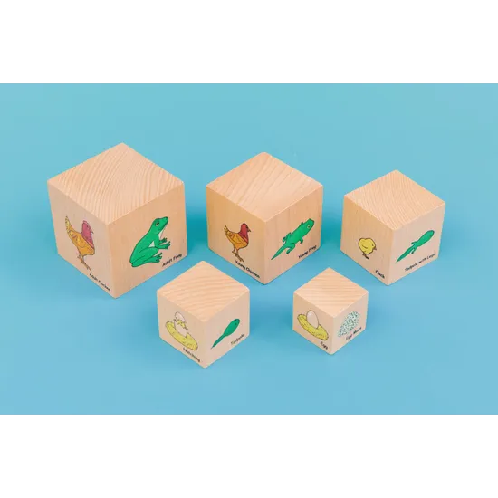 Life Cycle Blocks - Modern Teaching Aids NZ