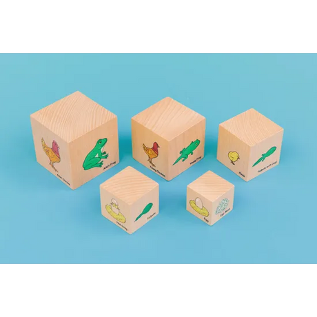 Life Cycle Blocks - Modern Teaching Aids NZ