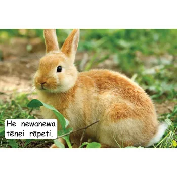 Te Reo MÄori MÄwhero Non-Fiction Readers - Set