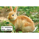 Te Reo MÄori MÄwhero Non-Fiction Readers - Set