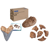 Complete Magnetic Fossil 3D Puzzle Set - Modern Teaching Aids NZ