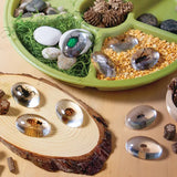 Specimen Stones: Bugs - Modern Teaching Aids NZ