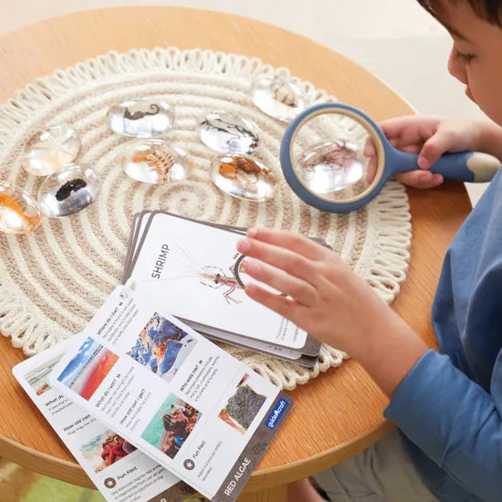 Specimen Stones: Sea Creatures - Modern Teaching Aids NZ