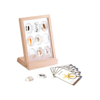 Sea Creatures Specimen Stones with Stand - Modern Teaching Aids NZ