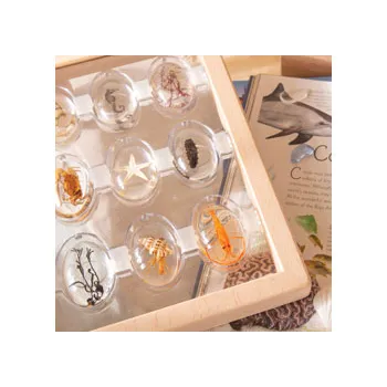 Sea Creatures Specimen Stones with Stand - Modern Teaching Aids NZ