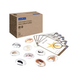 Sea Creatures Specimen Stones with Stand - Modern Teaching Aids NZ