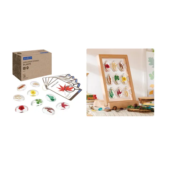 Plants Specimen Stones with Stand - Modern Teaching Aids NZ