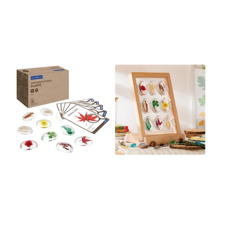 Plants Specimen Stones with Stand - Modern Teaching Aids NZ