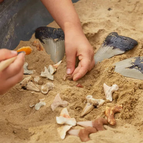 Super Shark Teeth Set - 40 Pieces - Modern Teaching Aids NZ