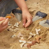 Super Shark Teeth Set - 40 Pieces - Modern Teaching Aids NZ