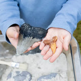 Super Shark Teeth Set - 40 Pieces - Modern Teaching Aids NZ