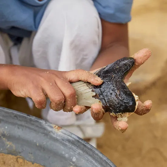 Super Shark Teeth Set - 40 Pieces - Modern Teaching Aids NZ