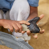 Super Shark Teeth Set - 40 Pieces - Modern Teaching Aids NZ