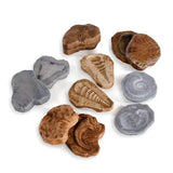 Magnetic Matching Fossil Stones - Set of 6 - Modern Teaching Aids NZ