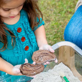 Magnetic Matching Fossil Stones - Set of 6 - Modern Teaching Aids NZ