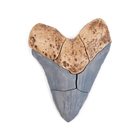 Magnetic Fossil 3D Puzzle - Megalodon Tooth - Modern Teaching Aids NZ