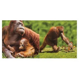 Wordless Books Set 18 Titles - Modern Teaching Aids NZ