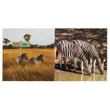 Wordless Books Set 18 Titles - Modern Teaching Aids NZ