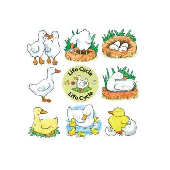 Lifecycle Jigsaws - Set of 4 - Modern Teaching Aids NZ