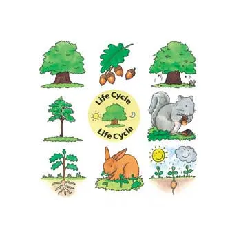 Lifecycle Jigsaws - Set of 4 - Modern Teaching Aids NZ