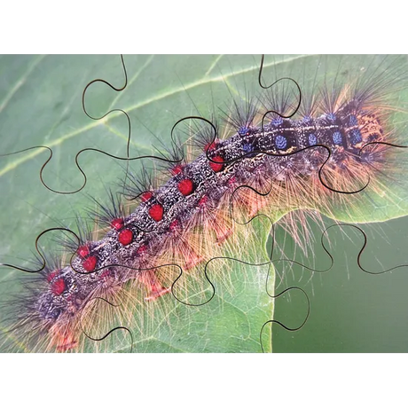 Mini Beasts Puzzles Set of 8 - Modern Teaching Aids NZ