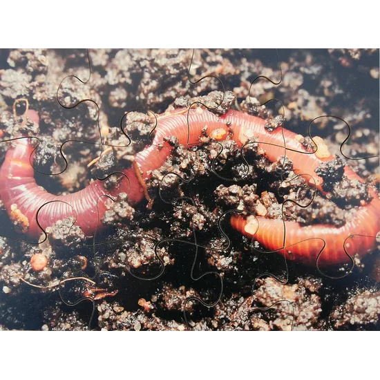 Mini Beasts Puzzles Set of 8 - Modern Teaching Aids NZ