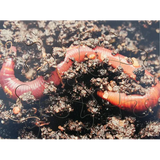 Mini Beasts Puzzles Set of 8 - Modern Teaching Aids NZ