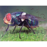 Mini Beasts Puzzles Set of 8 - Modern Teaching Aids NZ