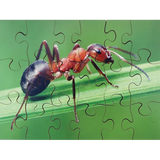 Mini Beasts Puzzles Set of 8 - Modern Teaching Aids NZ