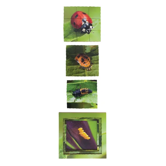 Insect Life Cycles Layered Puzzle - Set of 3 - Modern Teaching Aids NZ