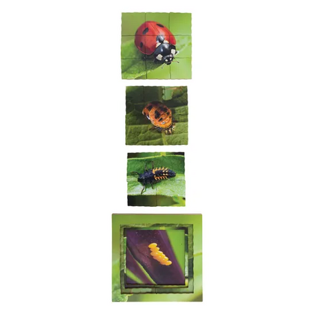 Insect Life Cycles Layered Puzzle - Set of 3 - Modern Teaching Aids NZ