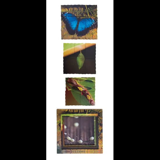 Insect Life Cycles Layered Puzzle - Set of 3 - Modern Teaching Aids NZ