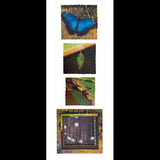 Insect Life Cycles Layered Puzzle - Set of 3 - Modern Teaching Aids NZ