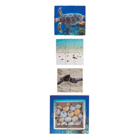 Aquatic Life Cycles Layered Puzzle - Set of 3 - Modern Teaching Aids NZ