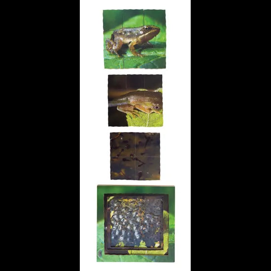 Aquatic Life Cycles Layered Puzzle - Set of 3 - Modern Teaching Aids NZ