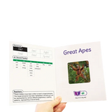 Sound Families Long Vowels Non-Fiction Phase 5.5 - Modern Teaching Aids NZ