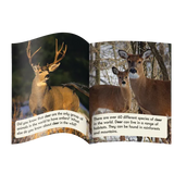 Sound Families R-controlled Non-Fiction Phase 5.5 - Modern Teaching Aids NZ