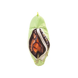 Monarch Butterfly Life Cycle Puppet - Modern Teaching Aids NZ