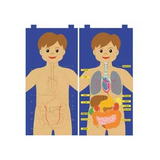 My Body Felt Chart - Modern Teaching Aids NZ