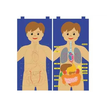 My Body Felt Chart - Modern Teaching Aids NZ